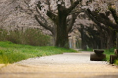 桜並木