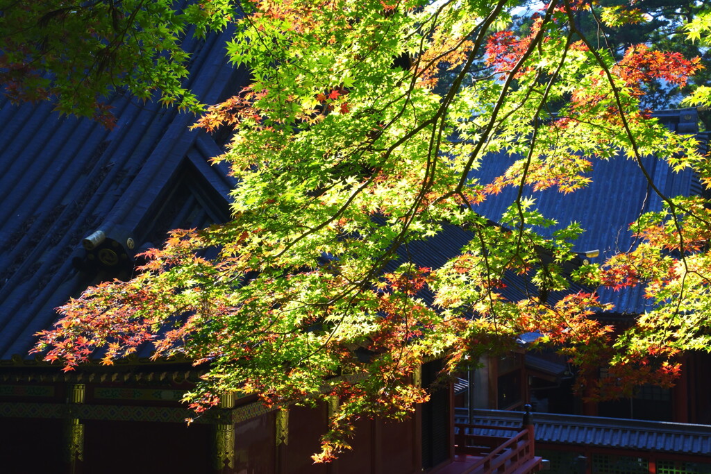 日光東照宮の紅葉
