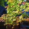 日光東照宮の紅葉