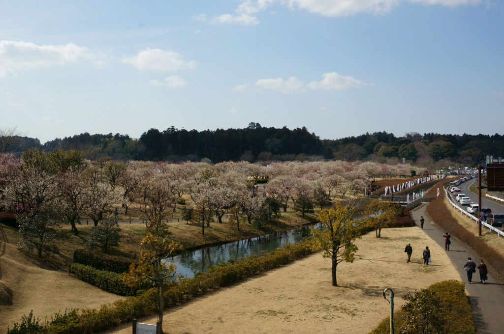水戸の梅まつり 偕楽園