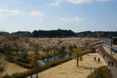水戸の梅まつり 偕楽園