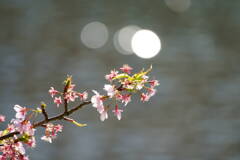 伊豆 河津桜まつり