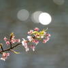 伊豆 河津桜まつり