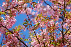 伊豆 河津桜まつり