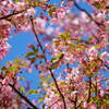 伊豆 河津桜まつり