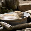カピバラの入浴