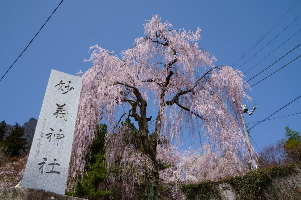 妙義神社の枝垂桜
