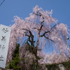 妙義神社の枝垂桜