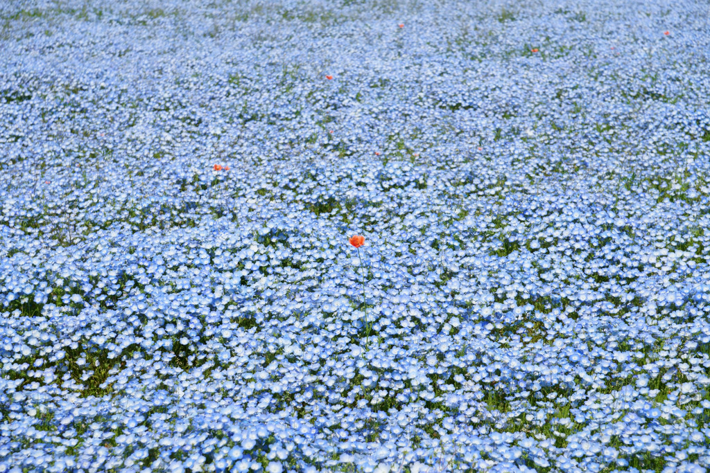 ひたち海浜公園