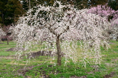 水戸の梅まつり