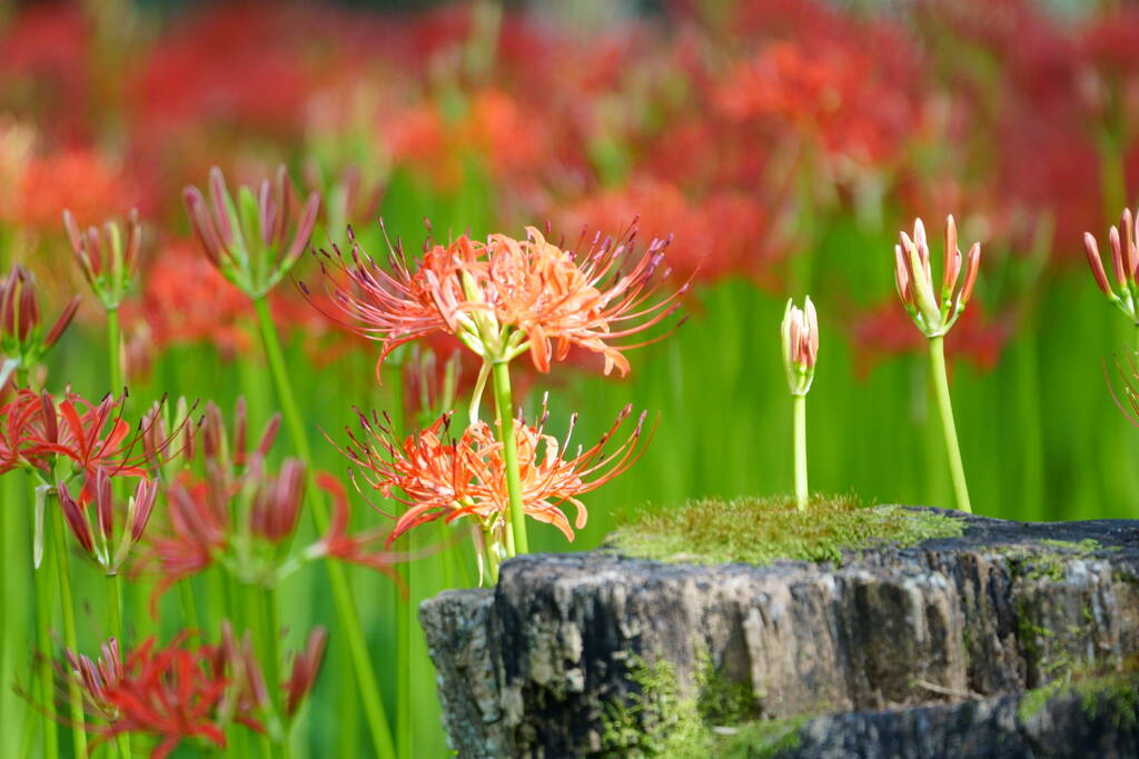 巾着田曼珠沙華まつり2019