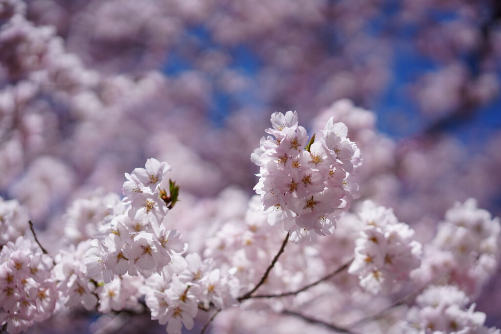 高遠城址公園の桜まつり2025
