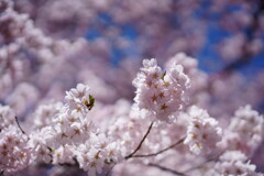 高遠城址公園の桜まつり2025