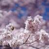 高遠城址公園の桜まつり2025