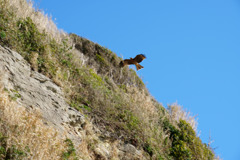 江ノ島の鳶