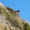 江ノ島の鳶