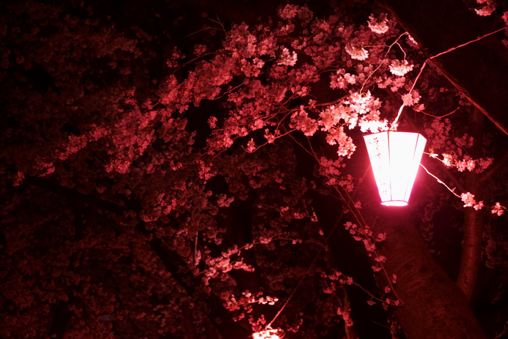 土手の夜桜
