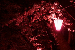 土手の夜桜
