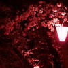 土手の夜桜