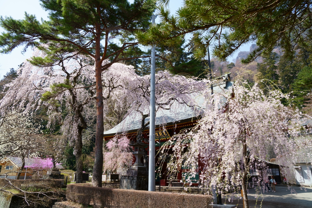 妙義神社の枝垂桜