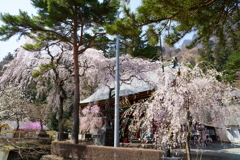 妙義神社の枝垂桜