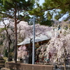 妙義神社の枝垂桜