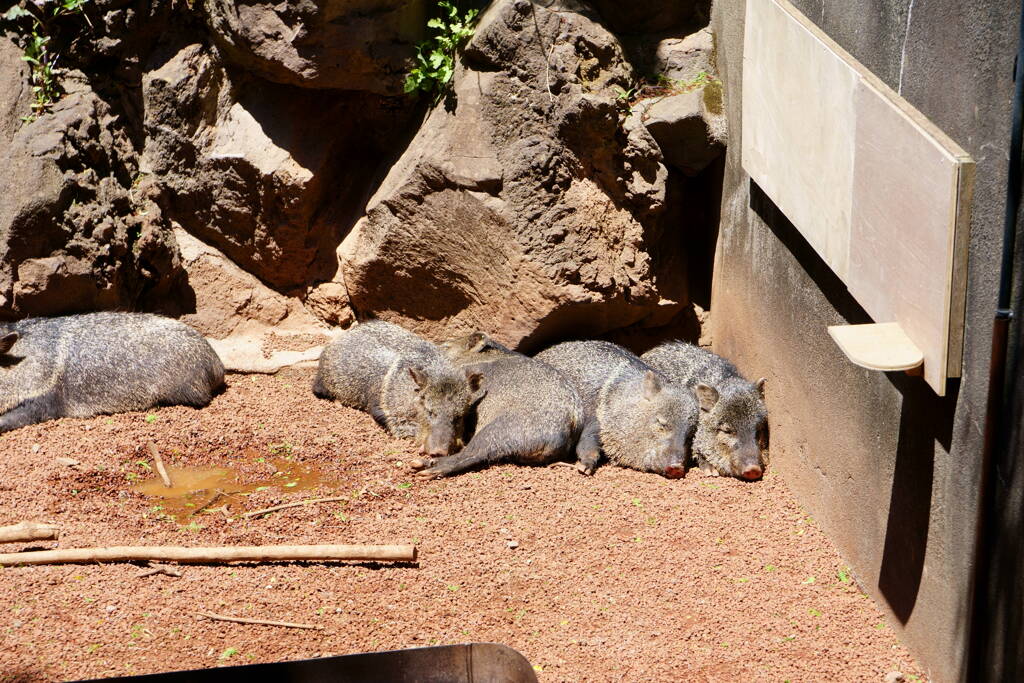 伊豆シャボテン公園