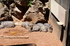 伊豆シャボテン公園