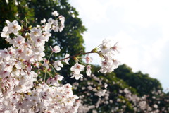 横浜の三溪園