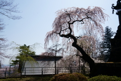 妙義神社の枝垂桜