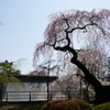 妙義神社の枝垂桜