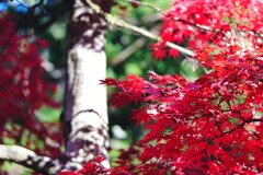 日光東照宮参道の紅葉