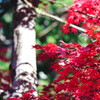 日光東照宮参道の紅葉