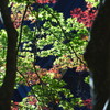 日光東照宮の紅葉