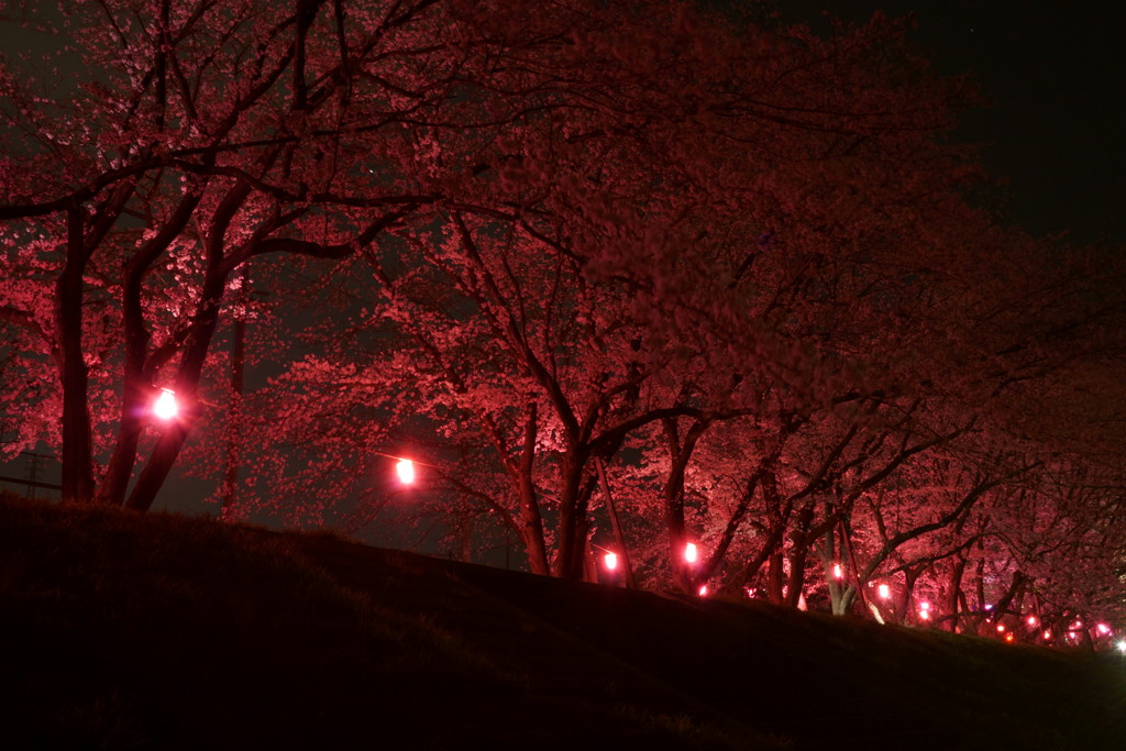 土手の夜桜