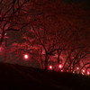 土手の夜桜