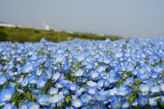 ひたち海浜公園