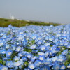 ひたち海浜公園