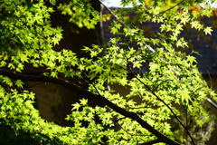 高尾山の紅葉