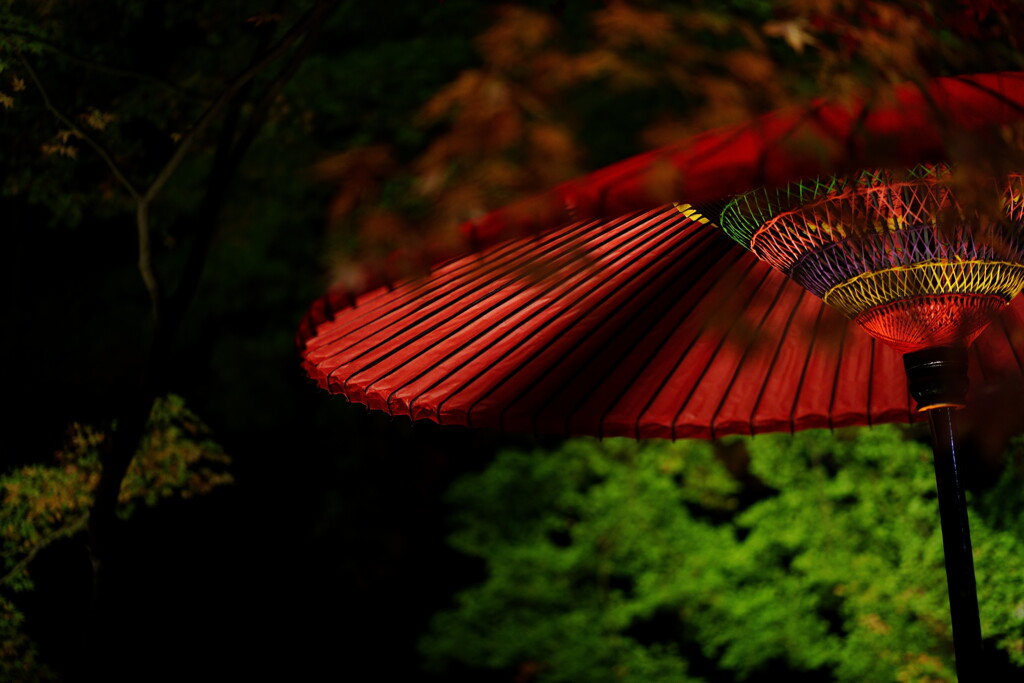 六義園ライトアップ 2025