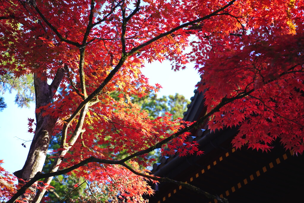 日光東照宮参道の紅葉