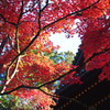 日光東照宮参道の紅葉