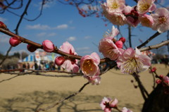 水戸の梅まつり 偕楽園