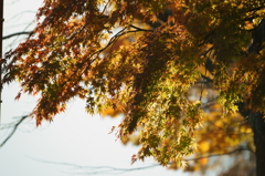 中禅寺湖_紅葉7