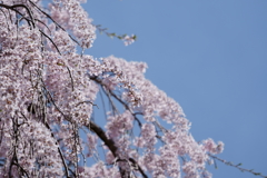 妙義神社の枝垂桜