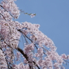 妙義神社の枝垂桜