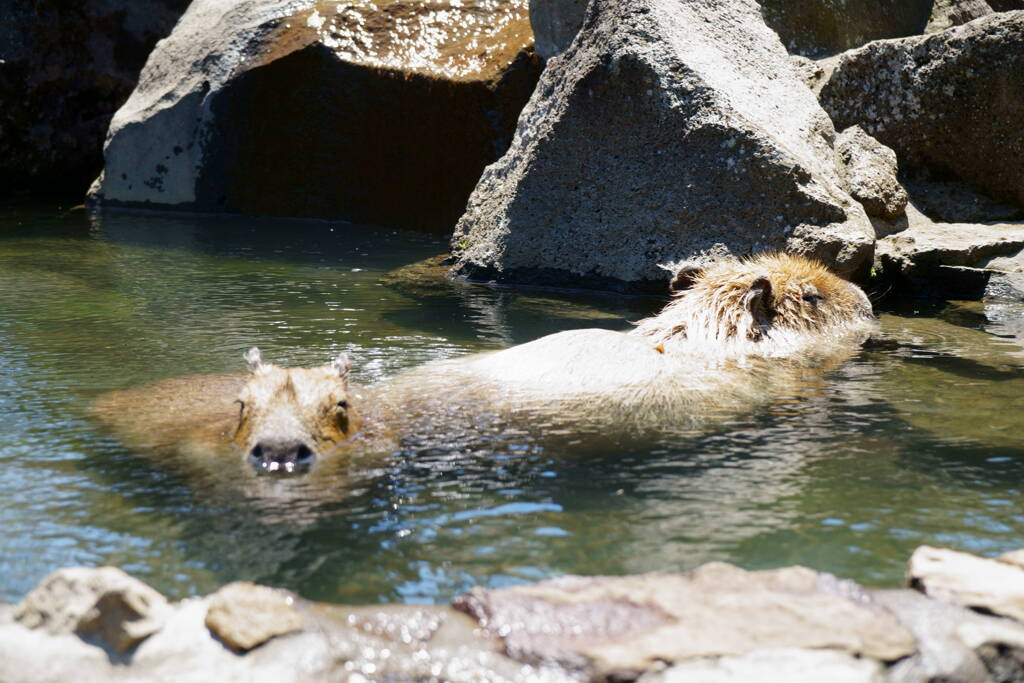 伊豆シャボテン公園のカピバラ