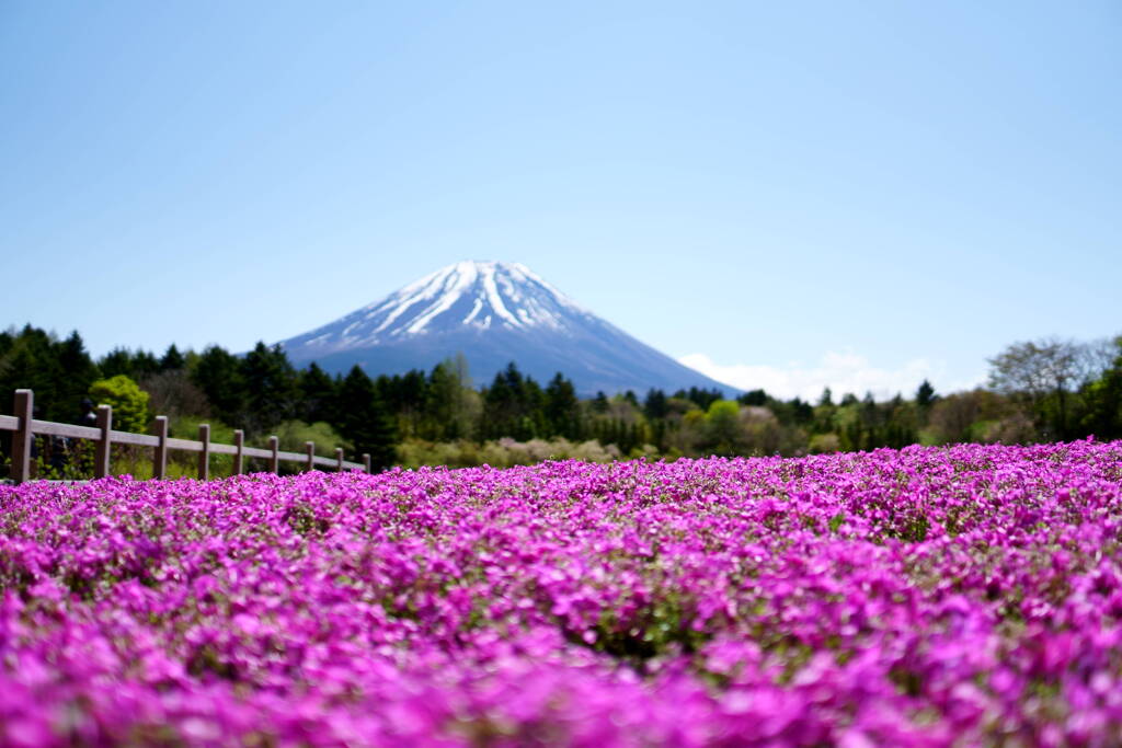 富士芝桜まつり