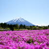 富士芝桜まつり