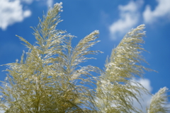 昭和記念公園